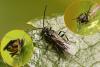 Bracon sp.